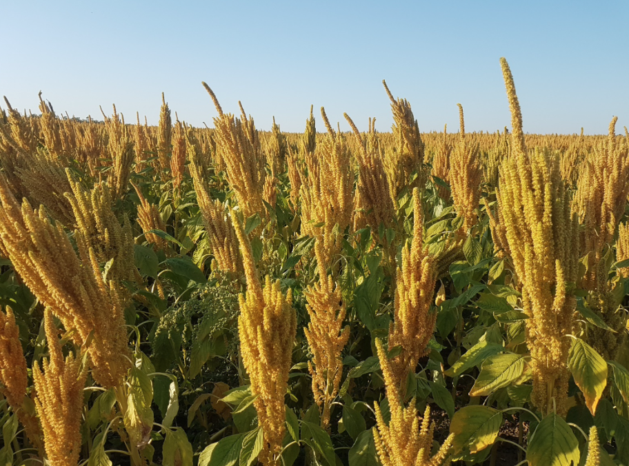 Field of amaranth flowers