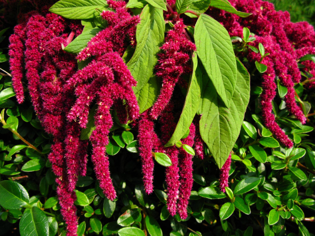 What is amaranth and what are its health benefits?
