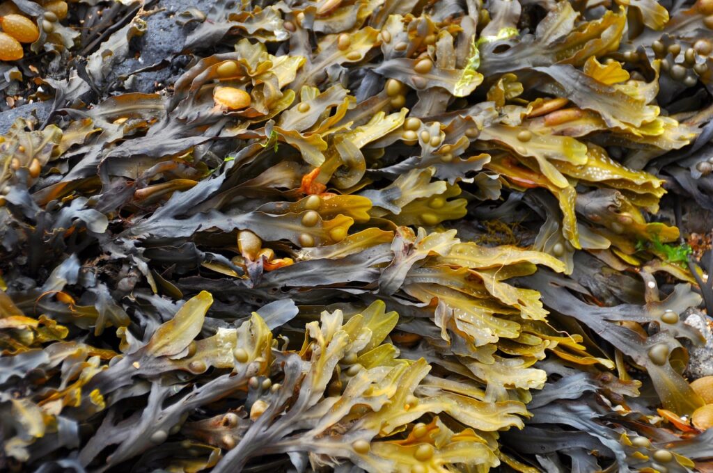 Seaweed oil - Qomer - natural cosmetics - algae