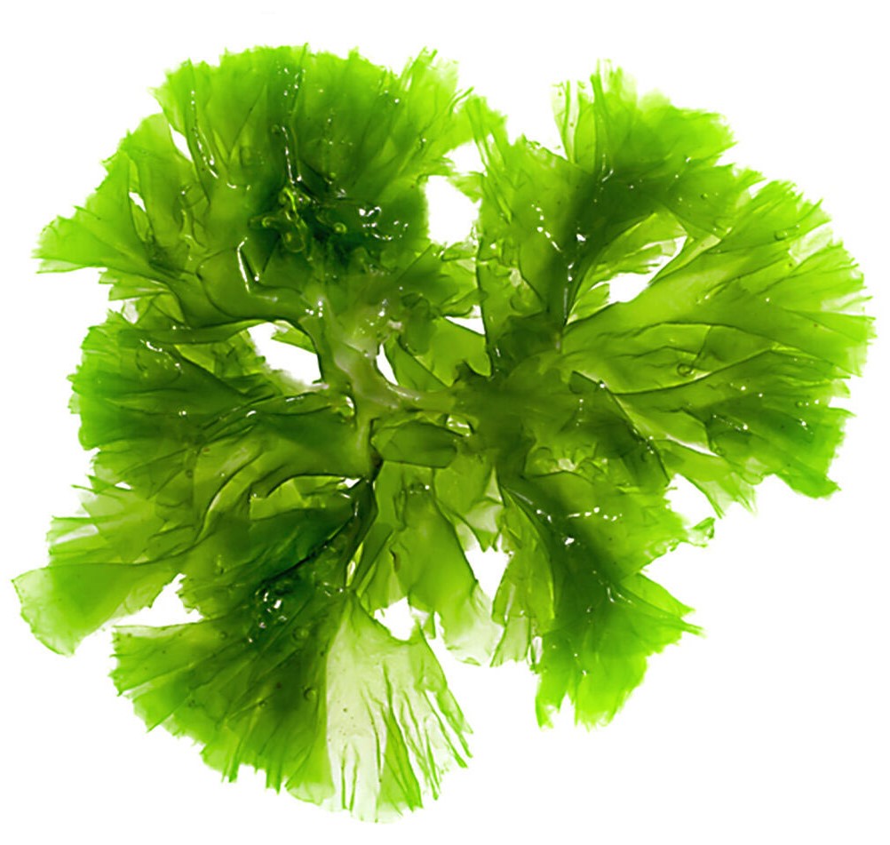 Seaweed oil - Qomer - natural cosmetics - seaweed
