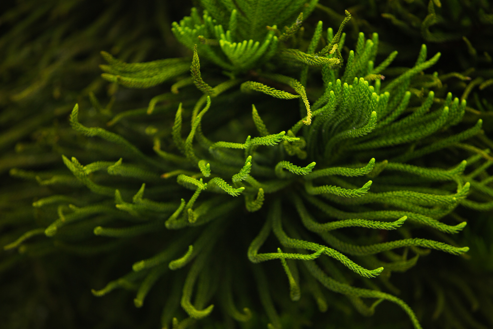 Seaweed oil - Qomer - natural cosmetics - seaweed