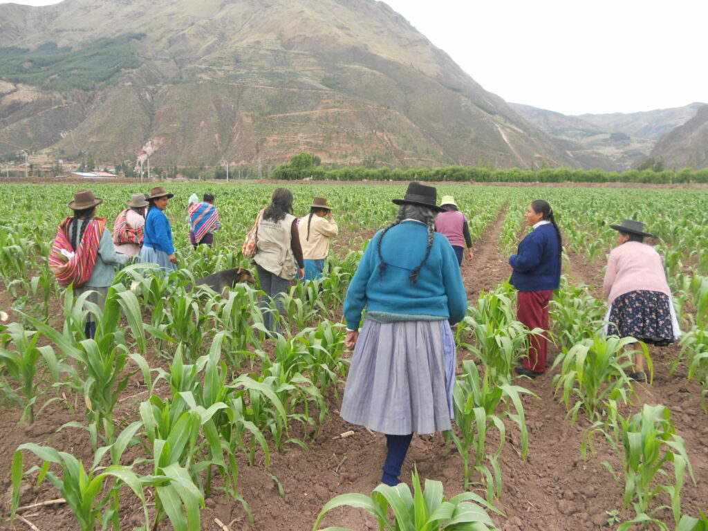 Cooperación al desarrollo - Qomer - Proyecto en Perú