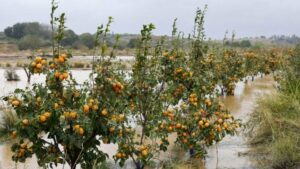 Ciudadanía Movilizada Daños agricultura Dana - Qomer